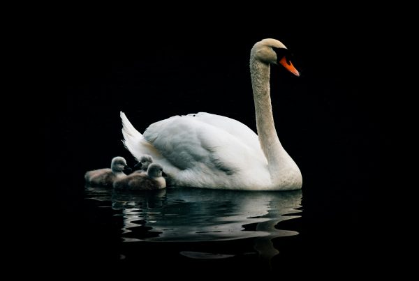 Mother's Day swan with babies
